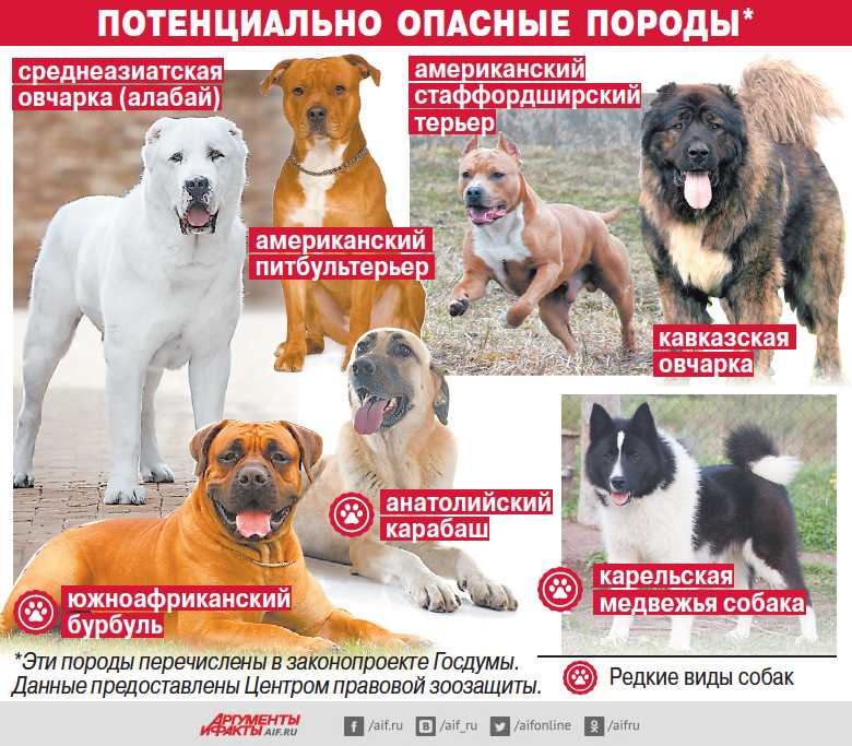 Все русские породы собак фото — сайт эксперта по животным — howmeow