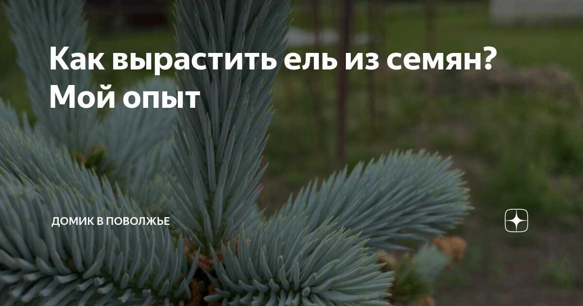 Выращивание ели из семян (шишки) в домашних условиях