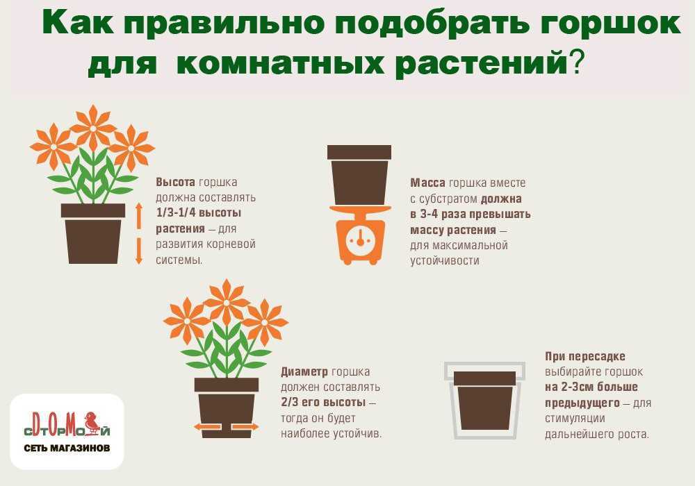 Растения в расцвете: создание оптимальных условий для роста комнатных растений