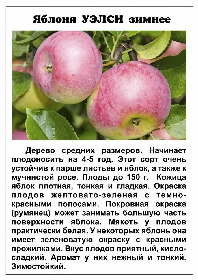 Яблоня "уэлси": описание сорта, фото, посадка и уход, отзывы