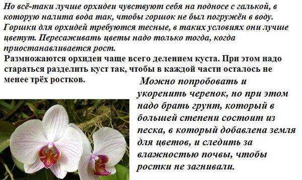 Полноценные посадка и уход за орхидеей в домашних условиях