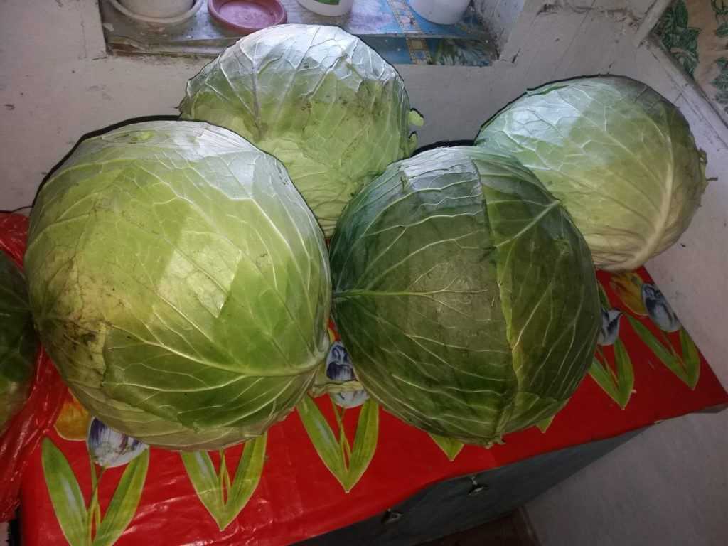 Капуста мегатон: описание сорта, фото и отзывы