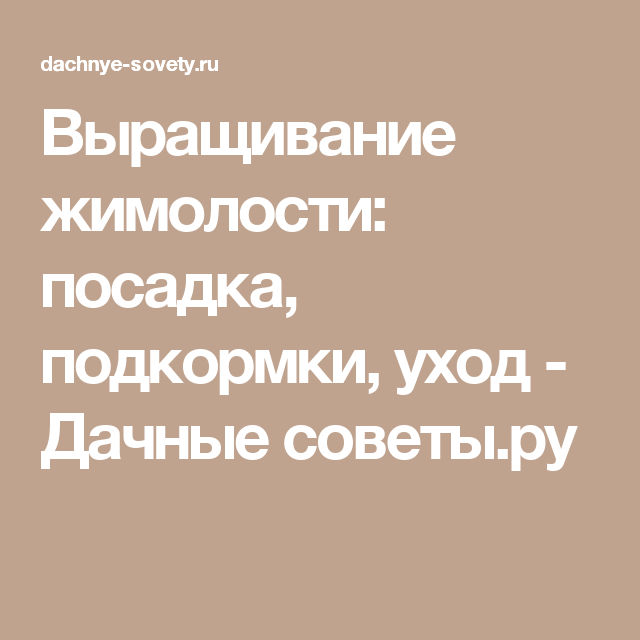 Как и когда правильно посадить жимолость осенью: выбор саженцев, посадка и уход после неё