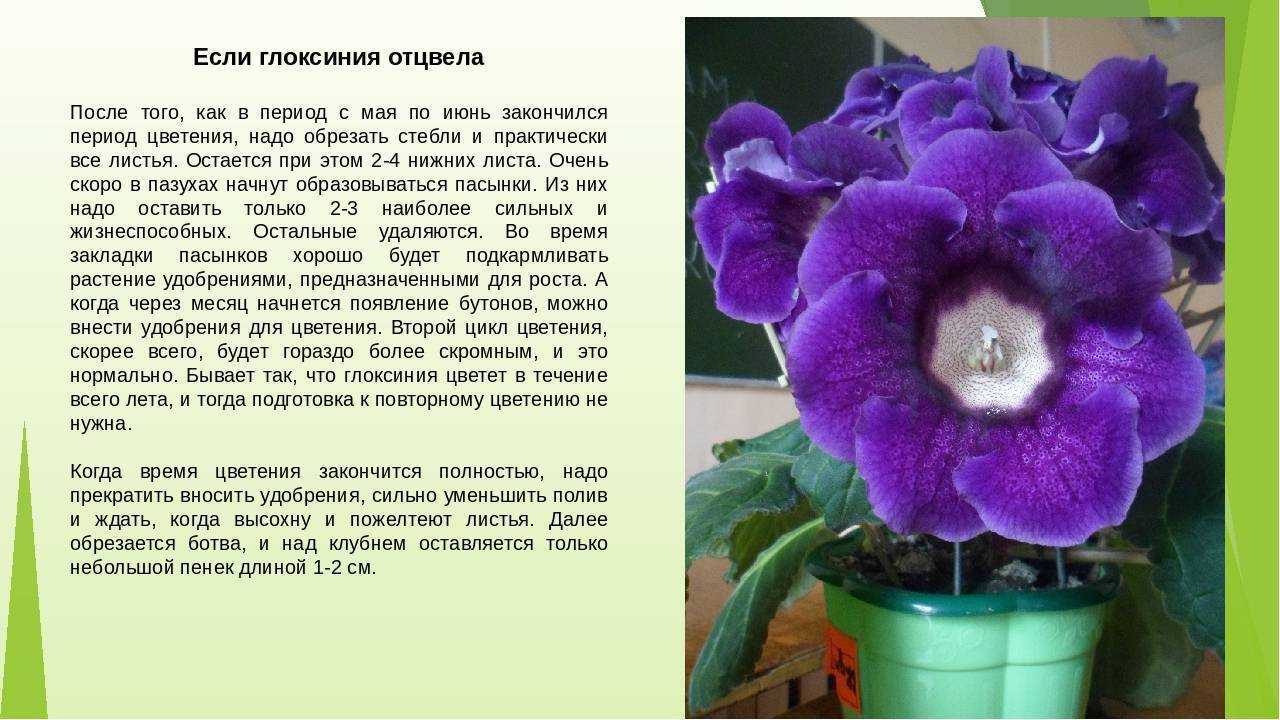 Удобрение для фиалок: лучшие подкормки для цветения, инструкция по применению в домашних условиях