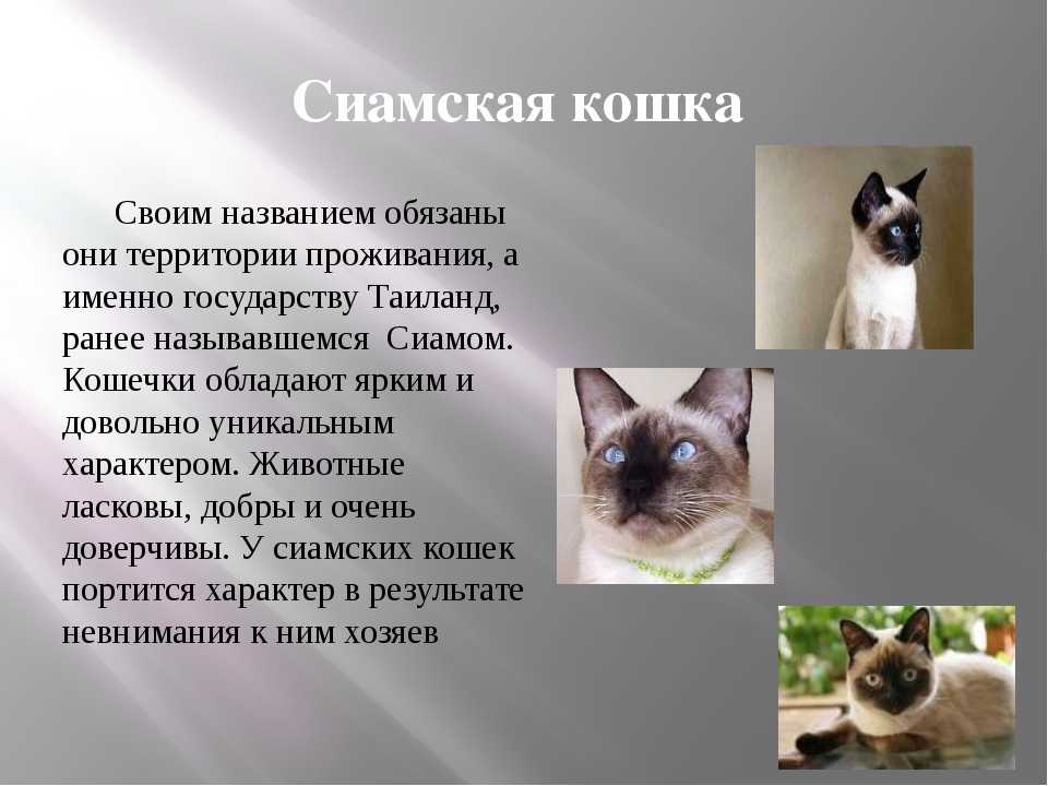 Сиамская кошка: описание породы и характера, правила ухода, содержания, воспитания и кормления