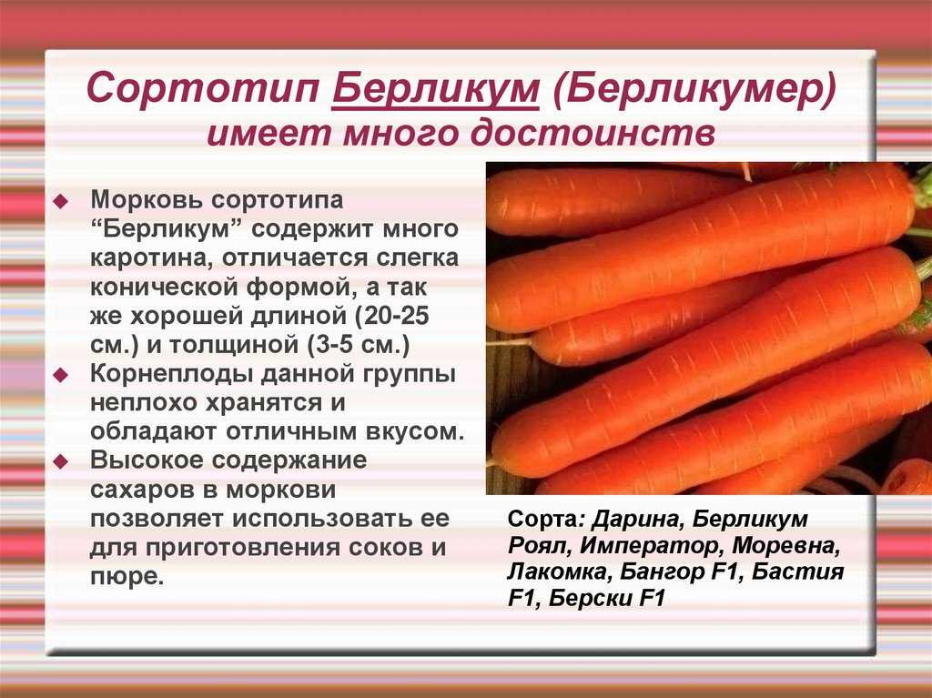 Лучшие сорта моркови на 2024 год: самые урожайные, вкусные, сочные, сладкие