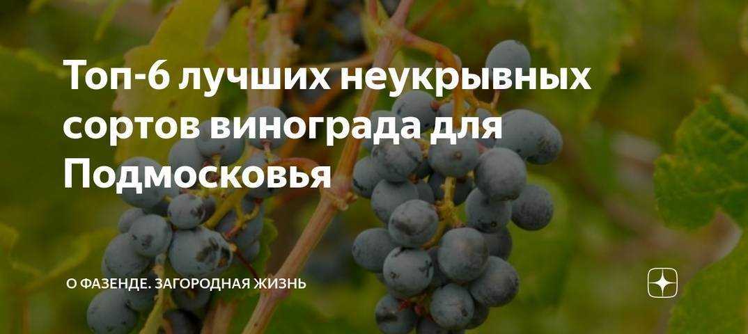 Лучшие сорта винограда в 2024 году: самые урожайные