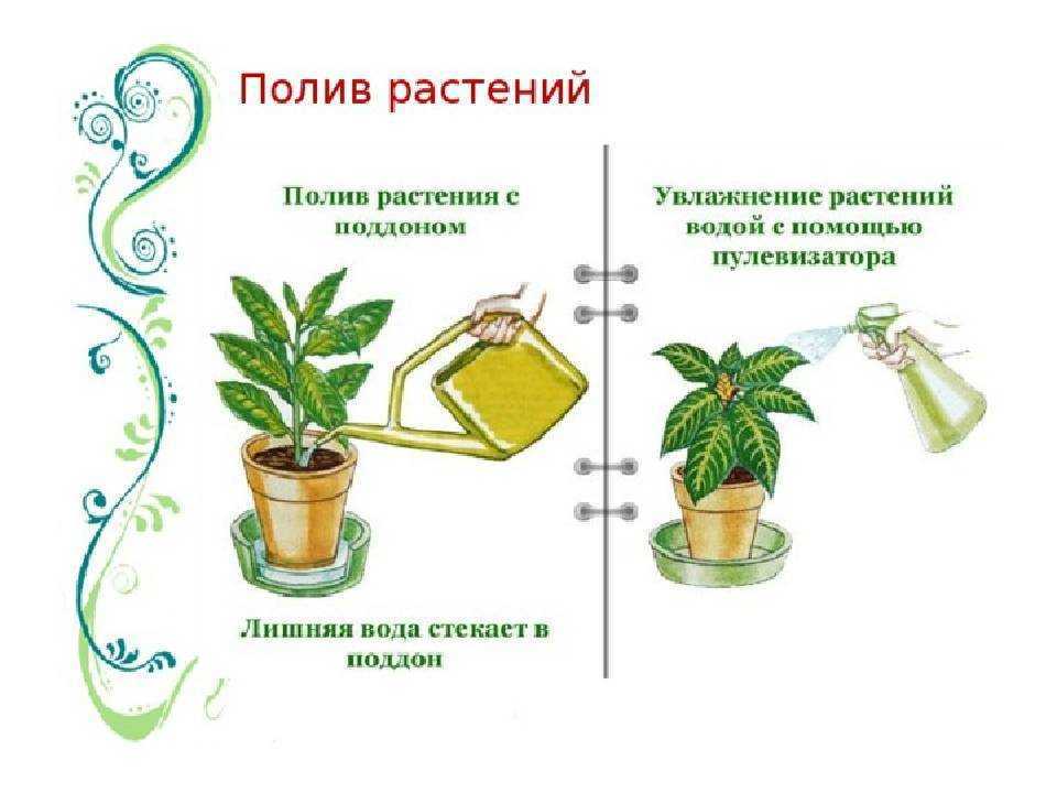 Лучшие подкормки для комнатных растений