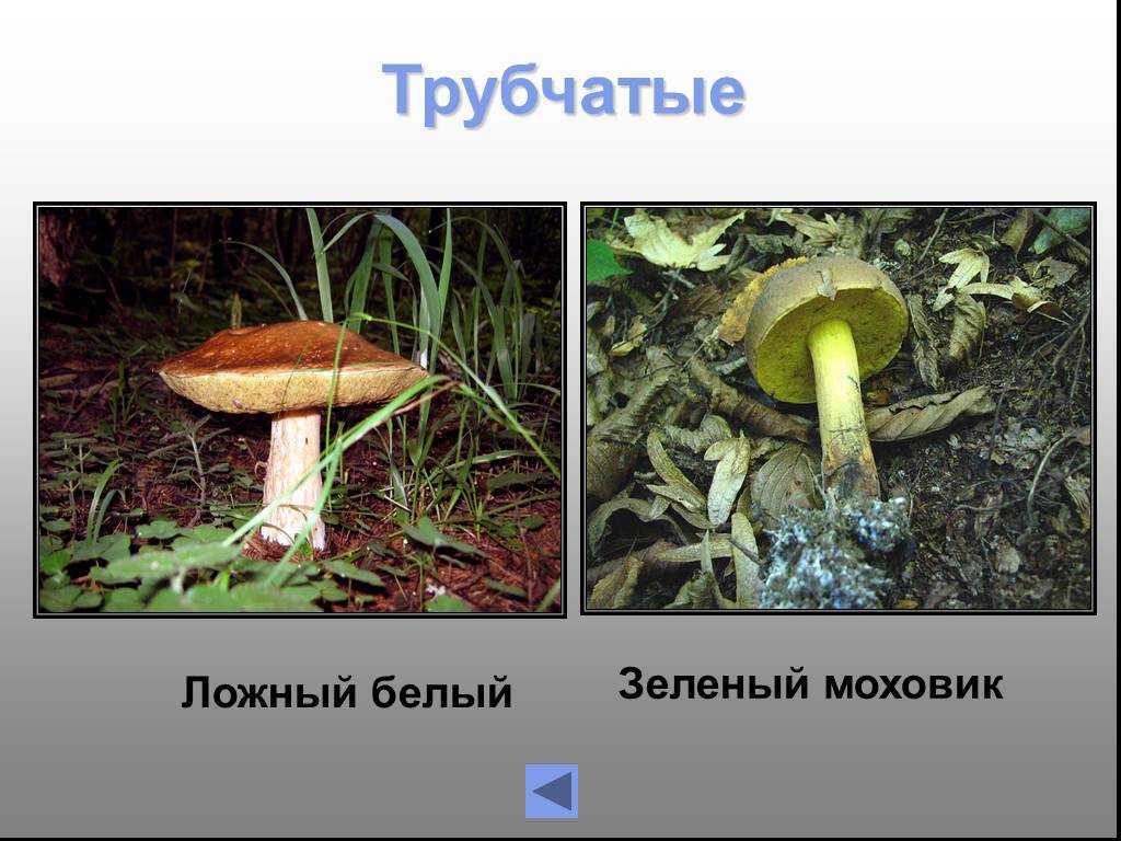 Гриб моховик: описание +фото, как готовить? съедобные и ложные +видео