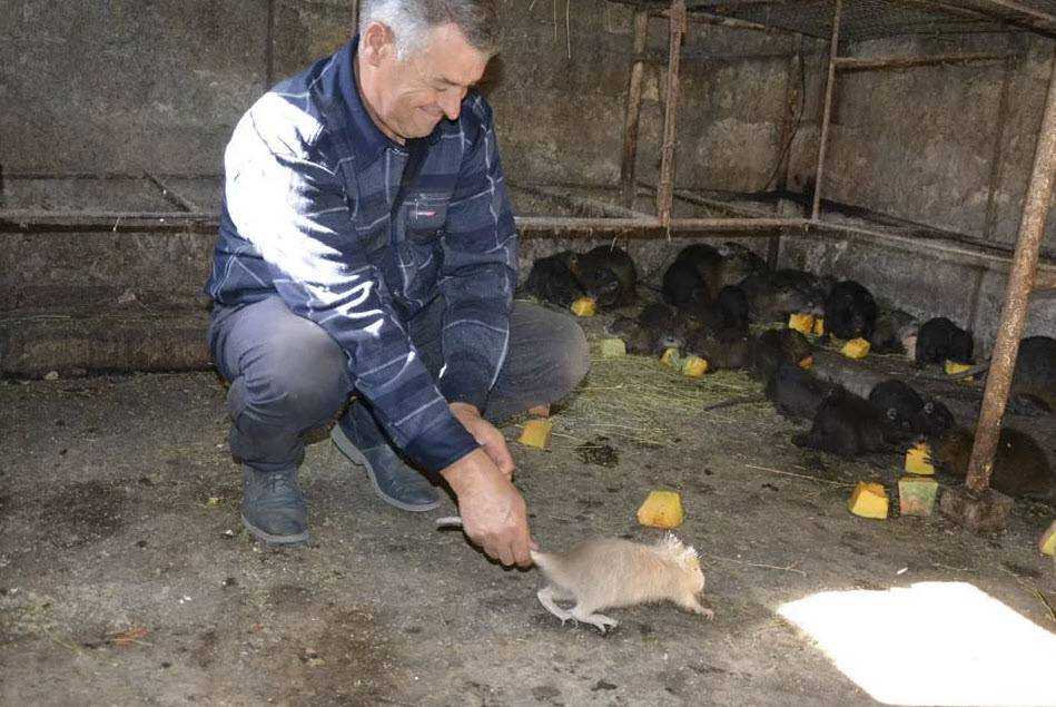 Выращивание нутрий в домашних условиях