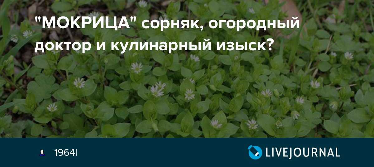 Трава мокрица: лечебные свойства и противопоказания