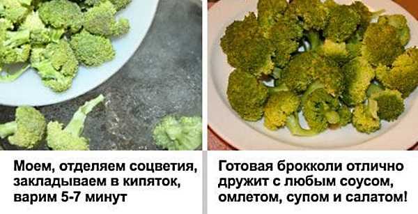 О полезных свойствах капусты брокколи для организма человека. брокколи польза и вред для организма