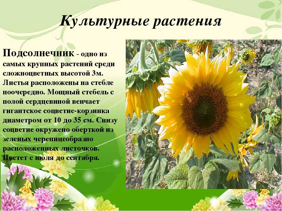 Физалис: секреты выращивания из семян, посадка и уход в открытом грунте