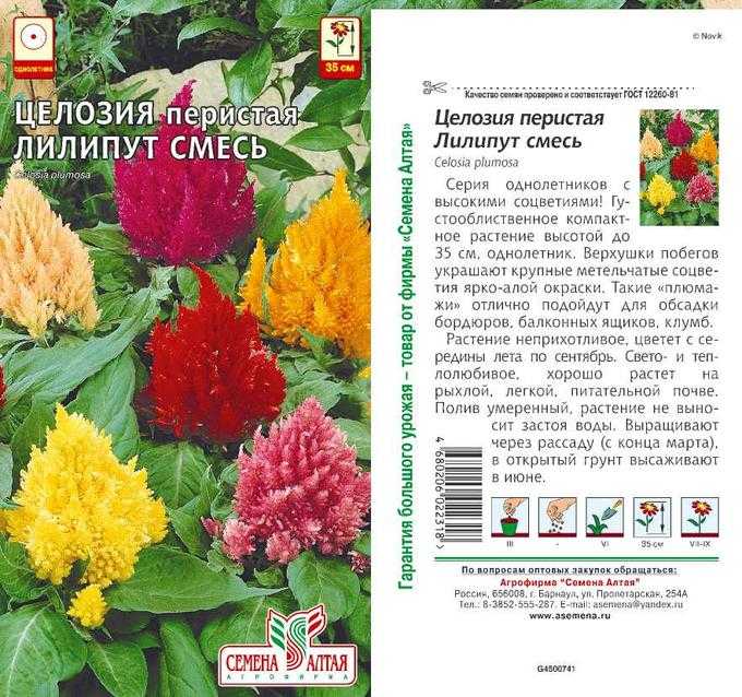 Целозия гребенчатая, метельчатая, перистая: сорта, выращивание из семян, посадка, уход