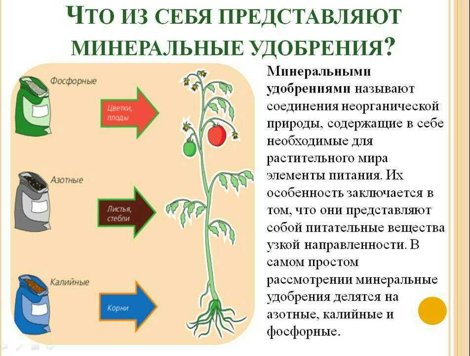 Подкормка комнатных растений: когда и как удобрять