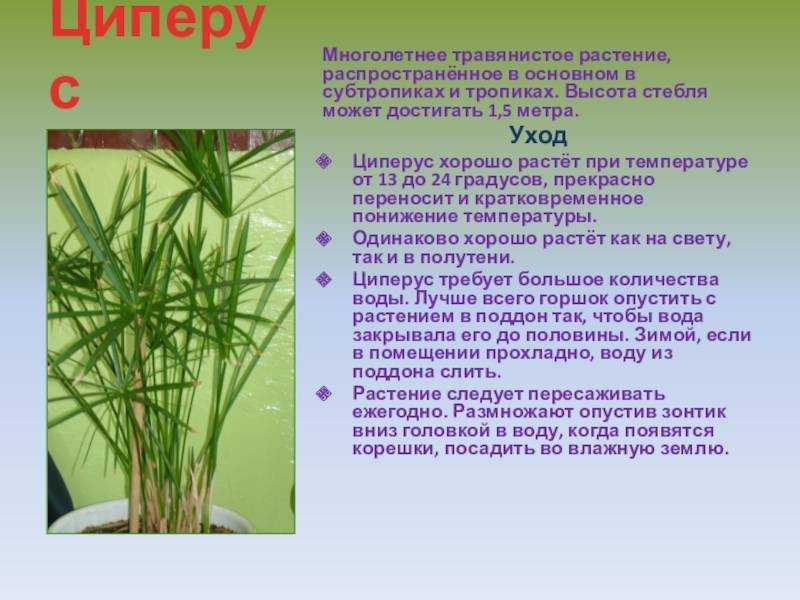Скумпия: общие рекомендации по выращиванию в открытом грунте