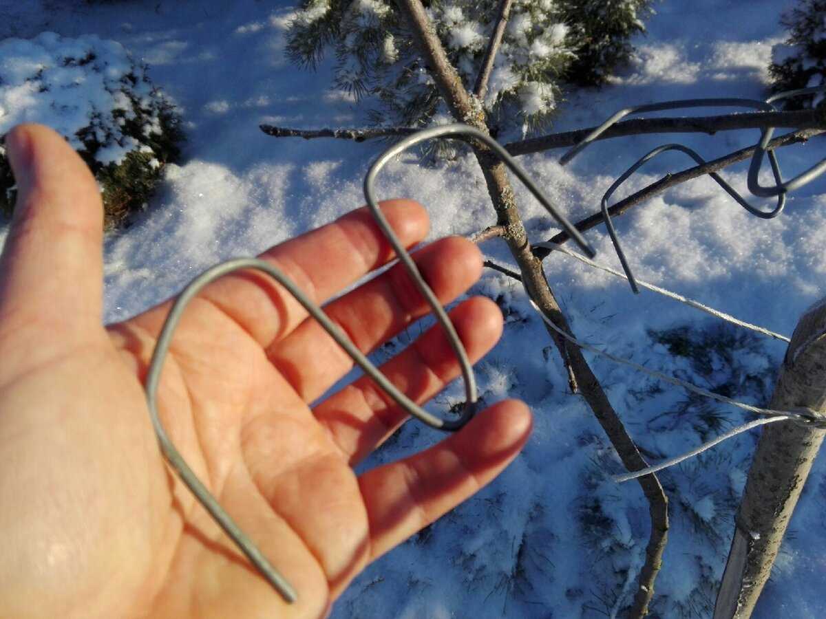 Приемы для ускорения плодоношения плодовых деревьев — floraprice.ru