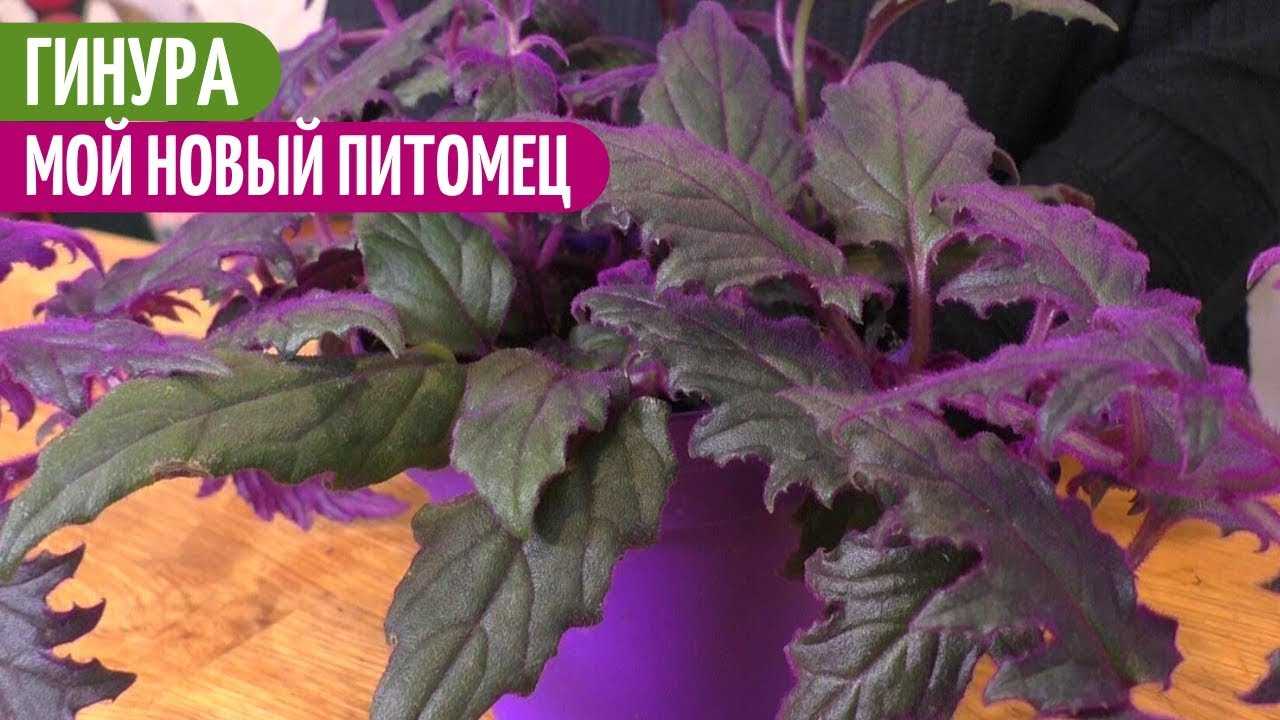 Гинура