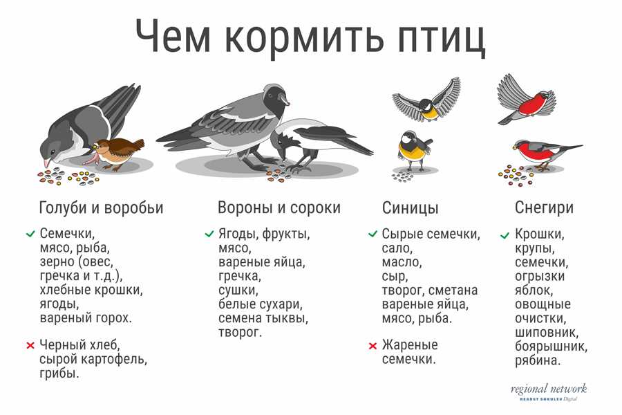 Чем можно и нельзя кормить птиц зимой? продукты с нашего стола. фото — ботаничка