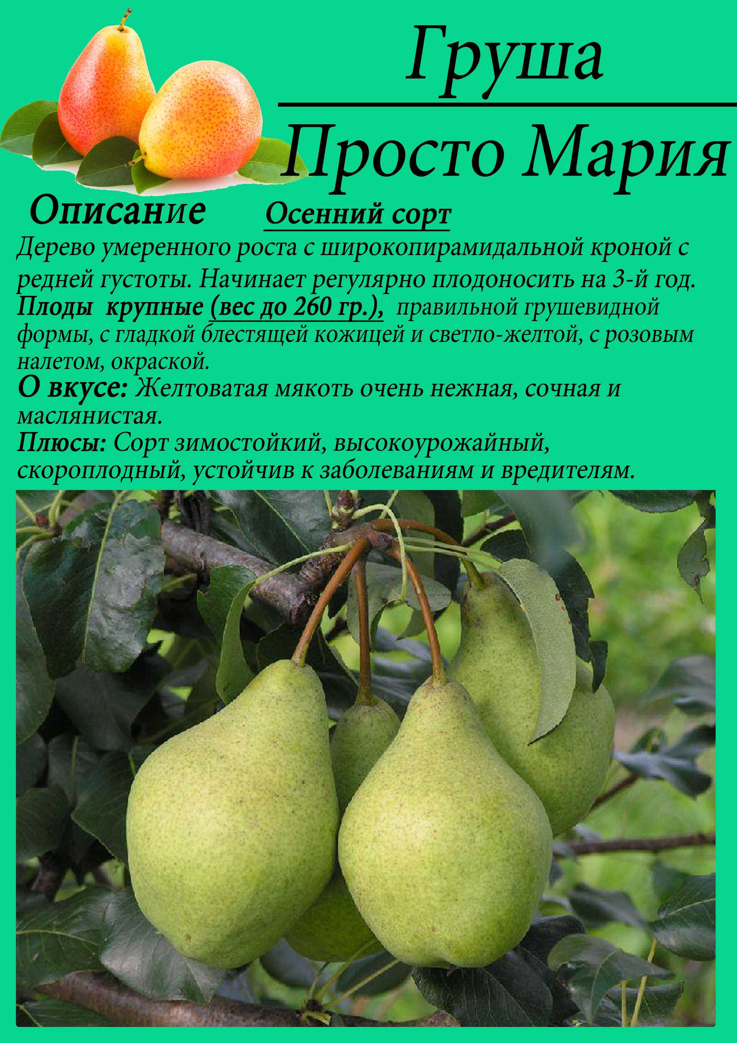 Груша лада: описание сорта, фото, отзывы, посадка