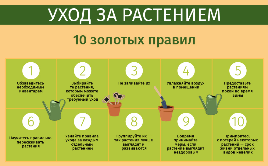 Неприхотливые цветы для сада: фото, описание