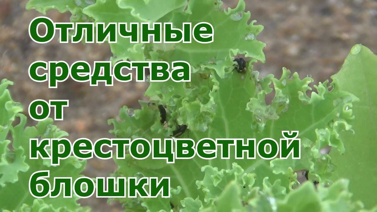Защита от крестоцветной блошки