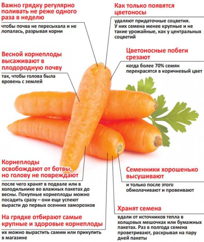 Как вырастить морковь — подробная инструкция, советы огородникам и мой личный опыт