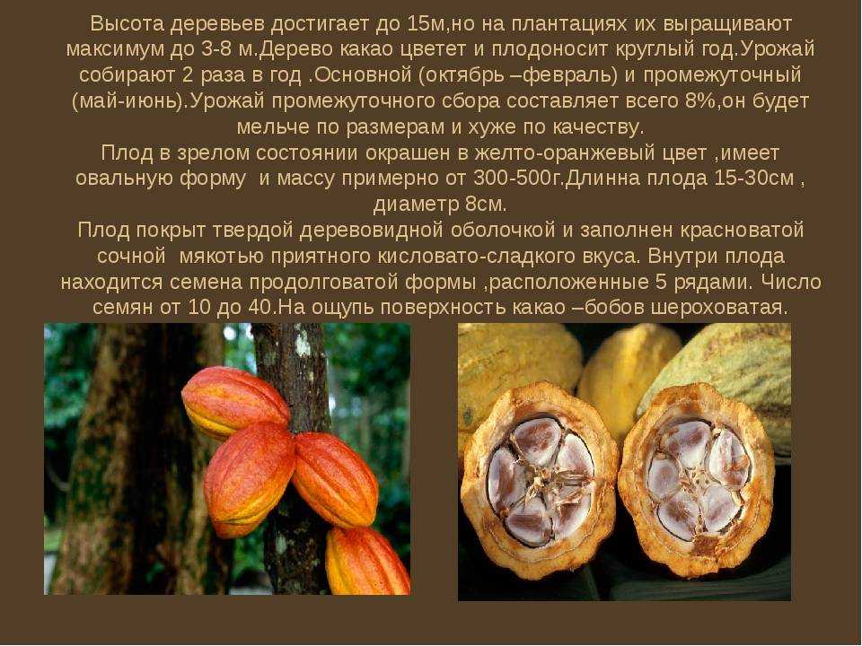 Какао дерево: где растет, как выращивают на фермах, фото