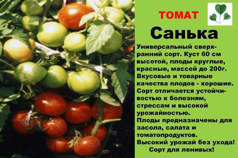 Томат санька золотой: отзывы, фото, урожайность