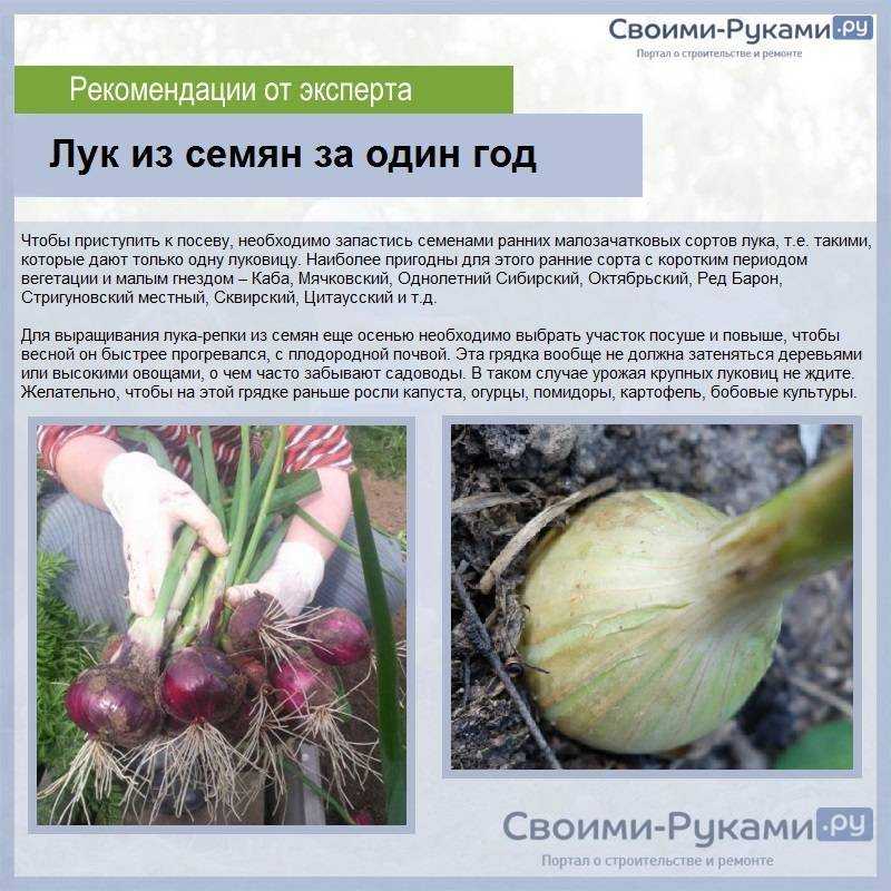 Как вырастить лук из семян за один сезон? лучшие советы!