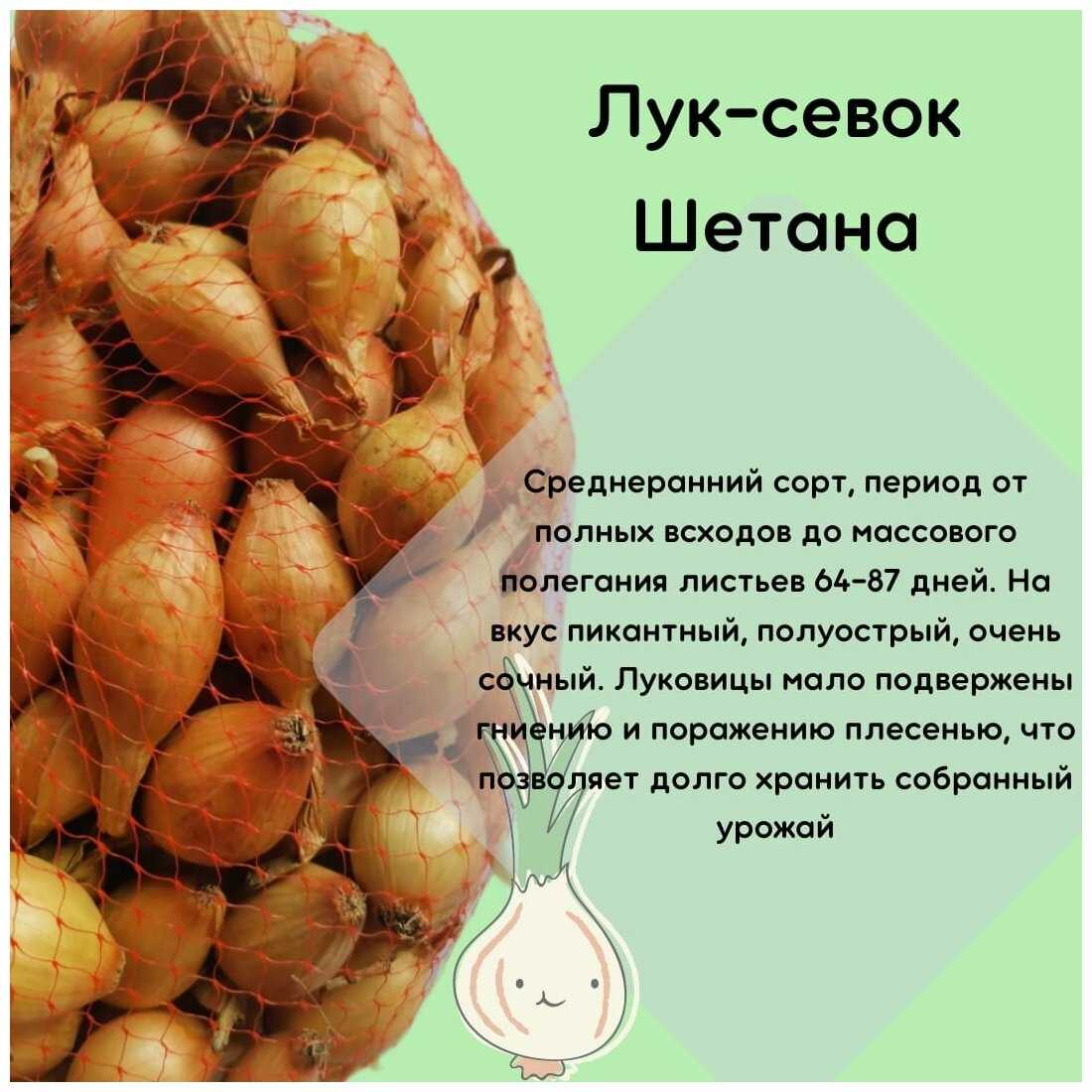 Описание сорта лука Шетана а также реальные отзывы фото достоинства и недостатки правила посадки и ухода и особенности выращивания