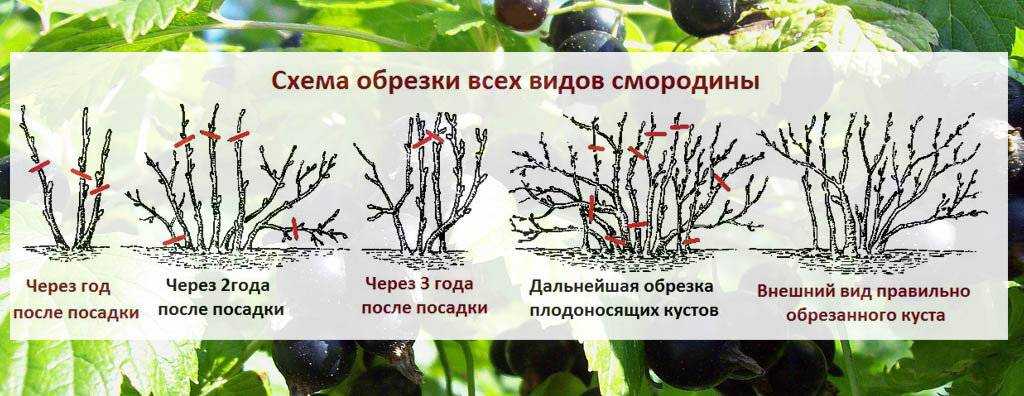 Как обрезать смородину осенью чтобы был хороший урожай? - подготовка к зиме