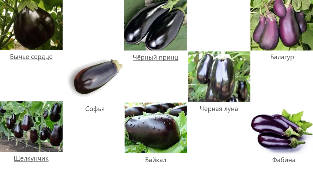 Сорта баклажан с описанием, характеристикой и отзывами, а также какие лучше выбрать для выращивания в средней полосе россии, на урале