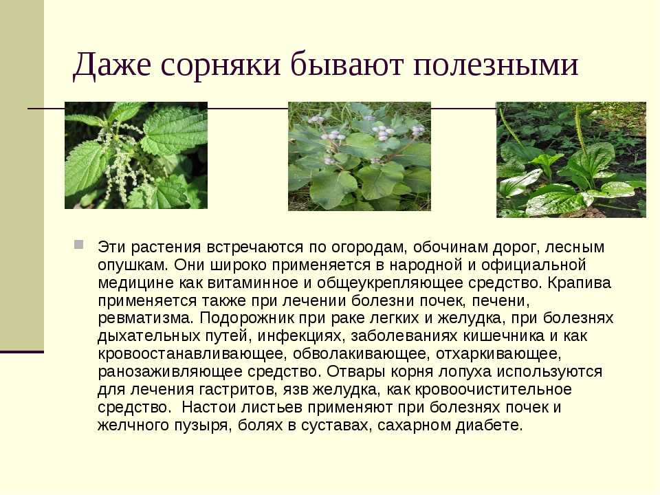 Съедобные растения: 5 полезных сорняков, которые можно найти в любом городе