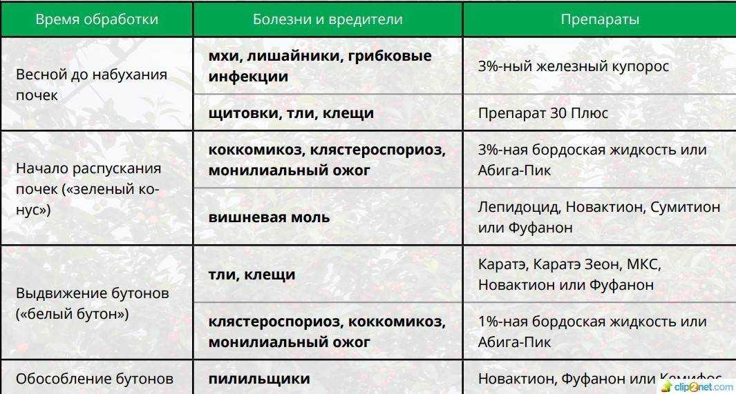Весенняя обработка сада: четыре обязательных этапа – советы новичкам