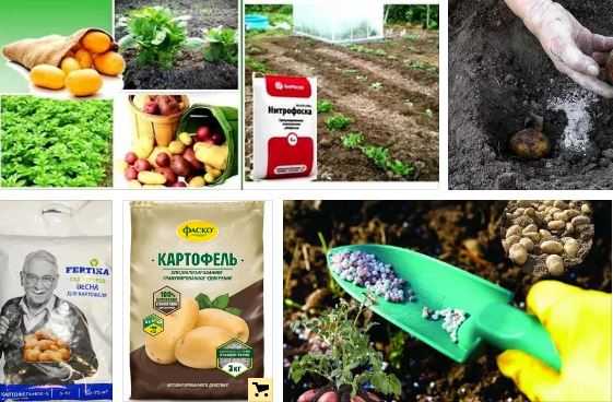 Удобрения для картофеля при посадке: какое лучше вносить, чем удобрять?
