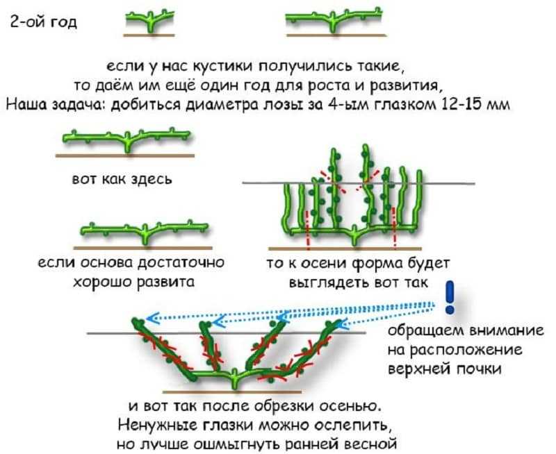 Чеканка винограда летом и осенью: что это такое, зачем и как проводится?