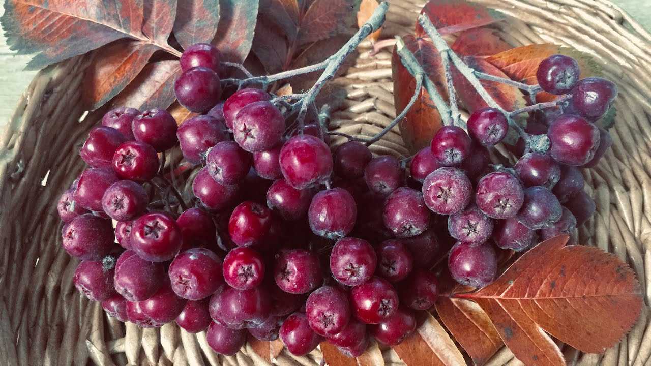 Сорта рябины — самые популярные и вкусные разновидности
