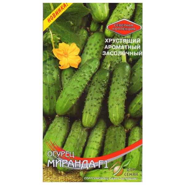 Огурец миранда описание сорта фото