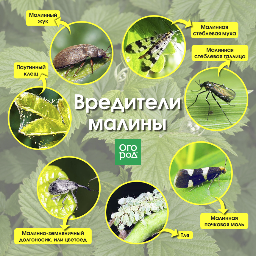 10 самых распространённых болезней малины и методы борьбы с ними