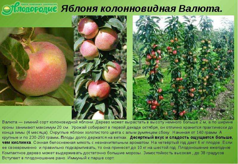 Как посадить колоновидную яблоню саженцами: посадка и уход весной и осенью