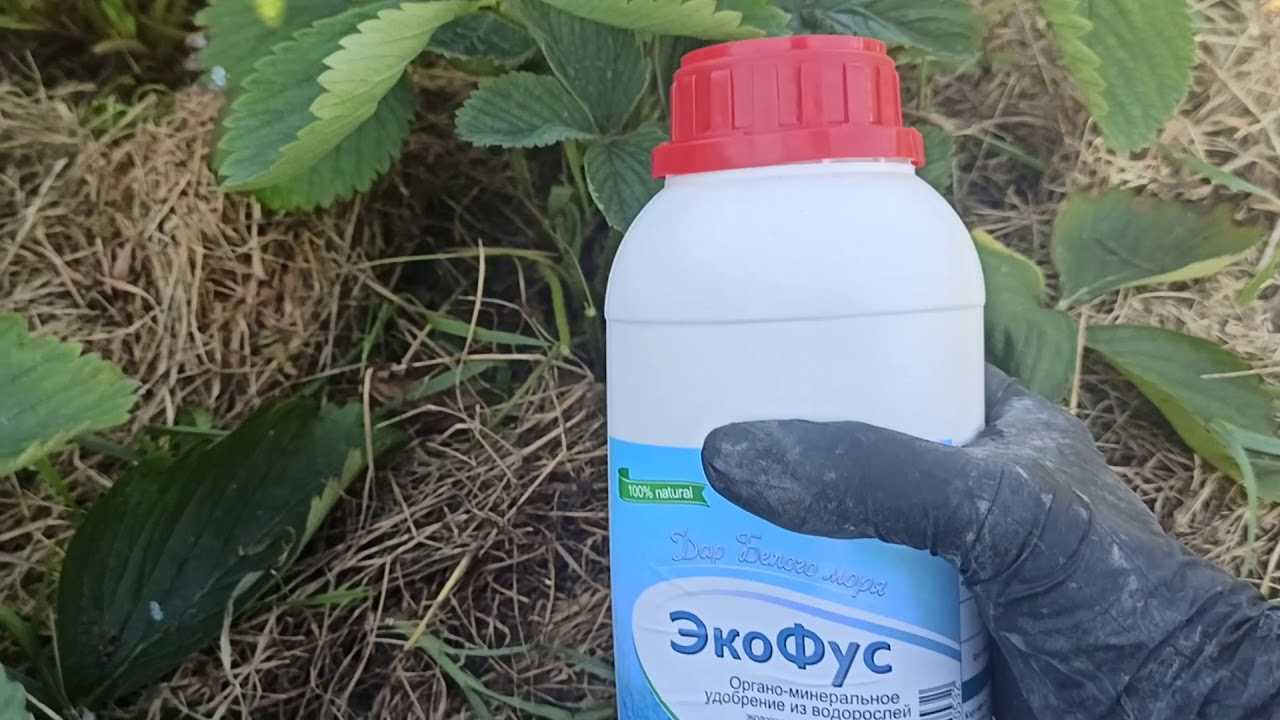 Что делать с клубникой после плодоношения и сбора урожая