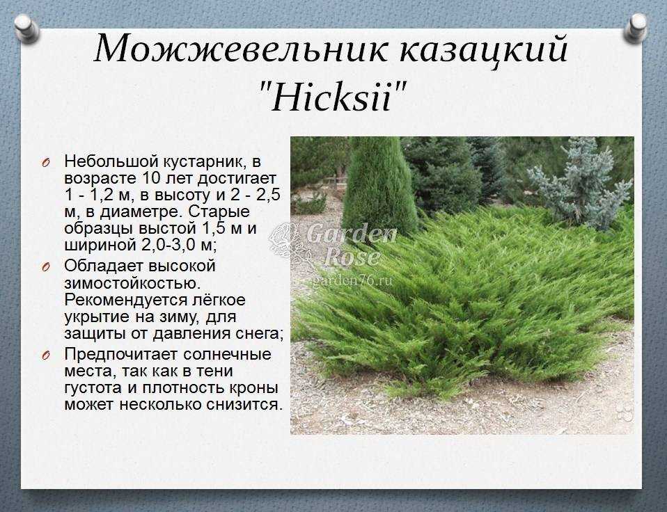Можжевельник казацкий: посадка и уход, описание, виды, фото