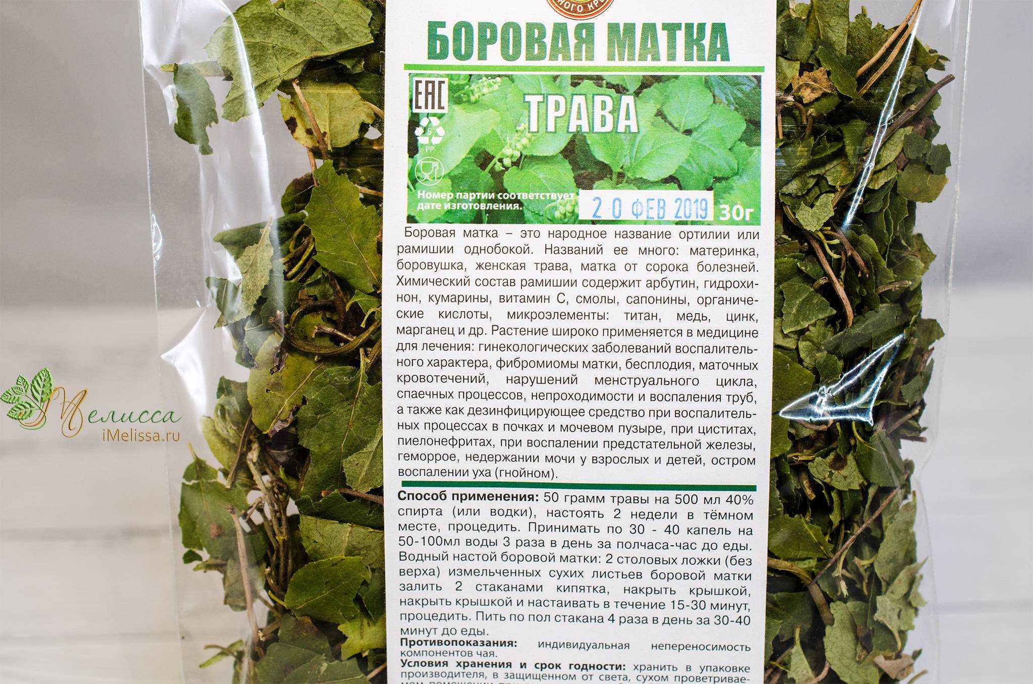 Боровая матка (ортилия однобокая) - лечебные свойства и противопоказания, фото