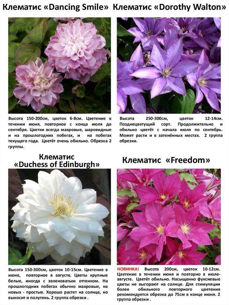Клематис ниобе
