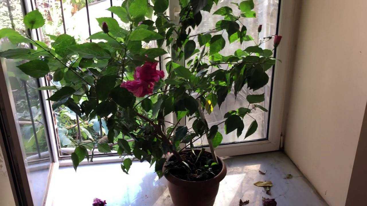 Ухаживание за гибискусом сирийским (hibiscus syriacus)