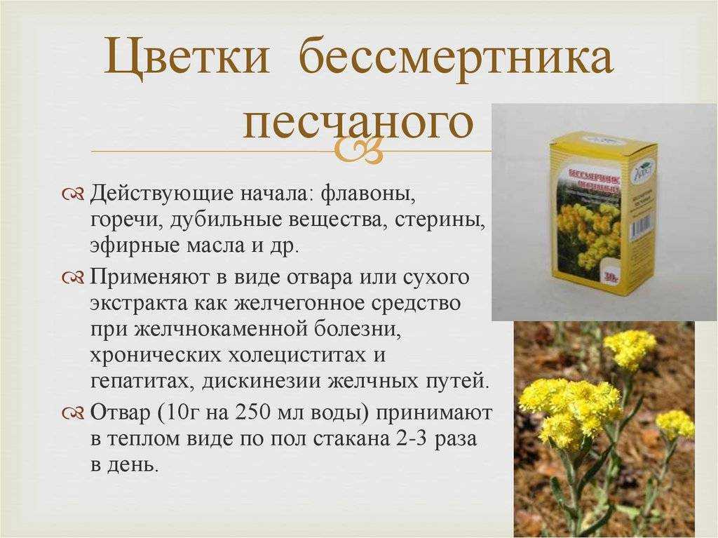Бессмертник: лечебные свойства и противопоказания | азбука здоровья