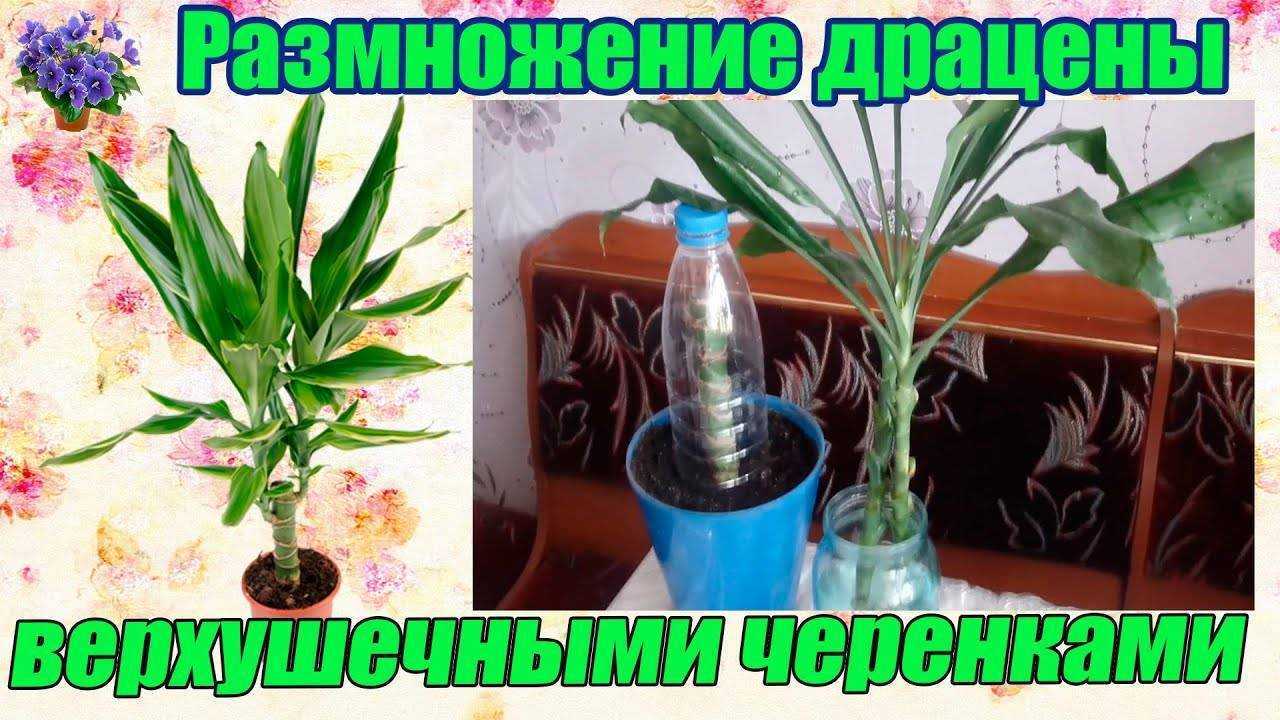 Уход за драценой душистой в домашних условиях: подробные рекомендации