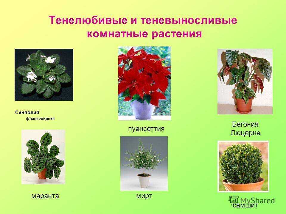 Тенелюбивые комнатные растения- список названий с фото