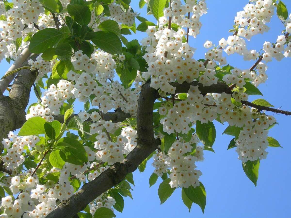 Ландышевое дерево фото и описание - ogorod.guru